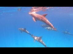 Czy można pływać z delfinami w Egipcie?